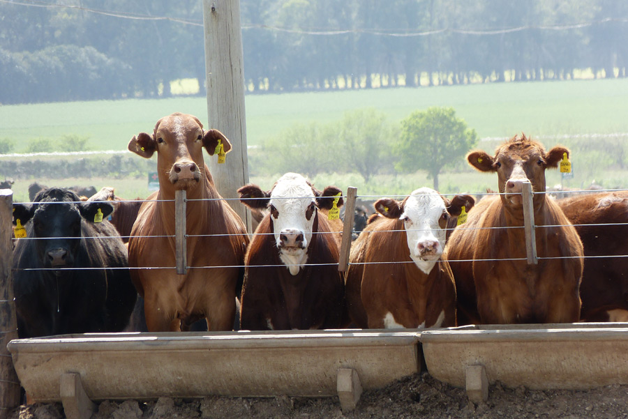Feedlot (Engorde a Corral)